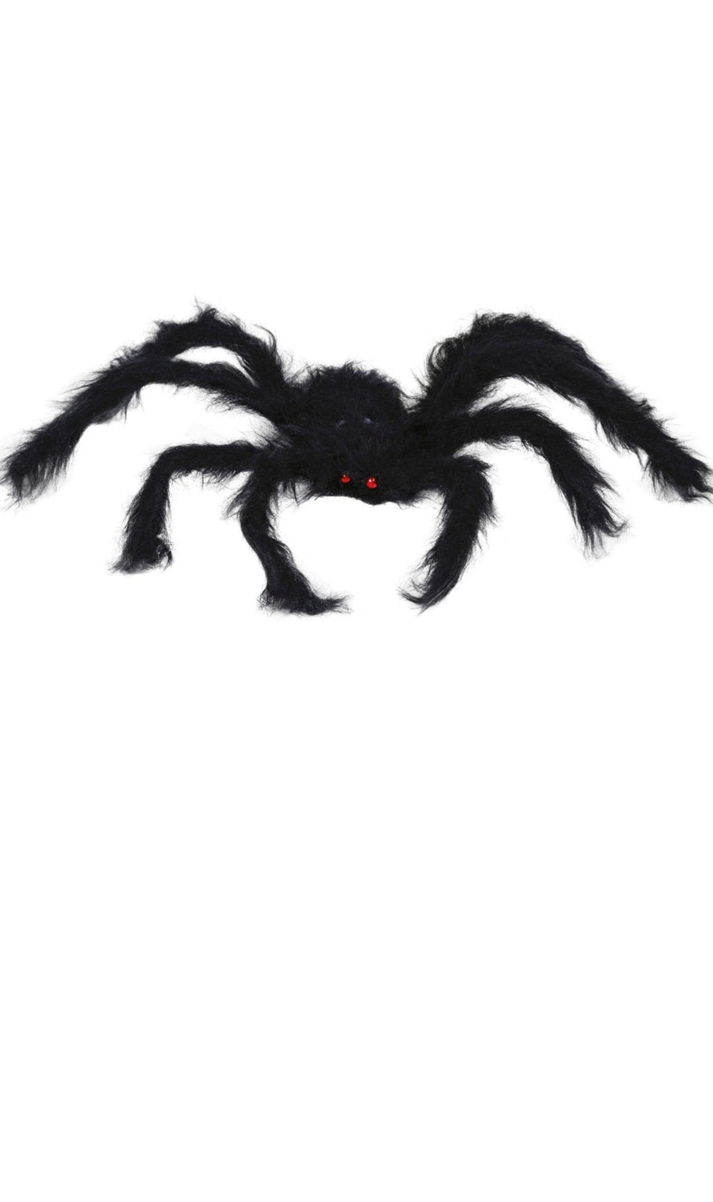 Ragno nero peloso