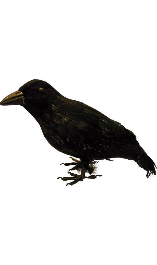 Corvo Nero