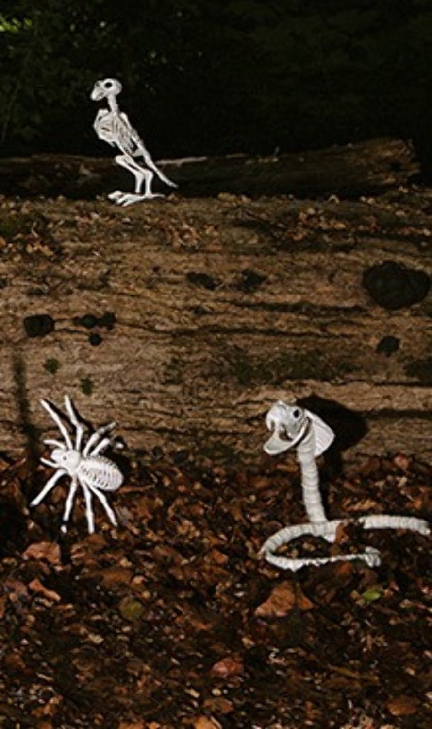 Scheletro di serpente