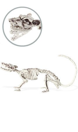 Scheletro Topo