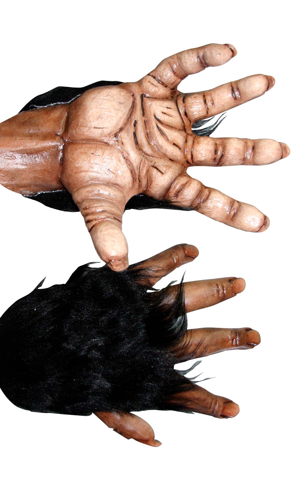 Mani Scimpanzé