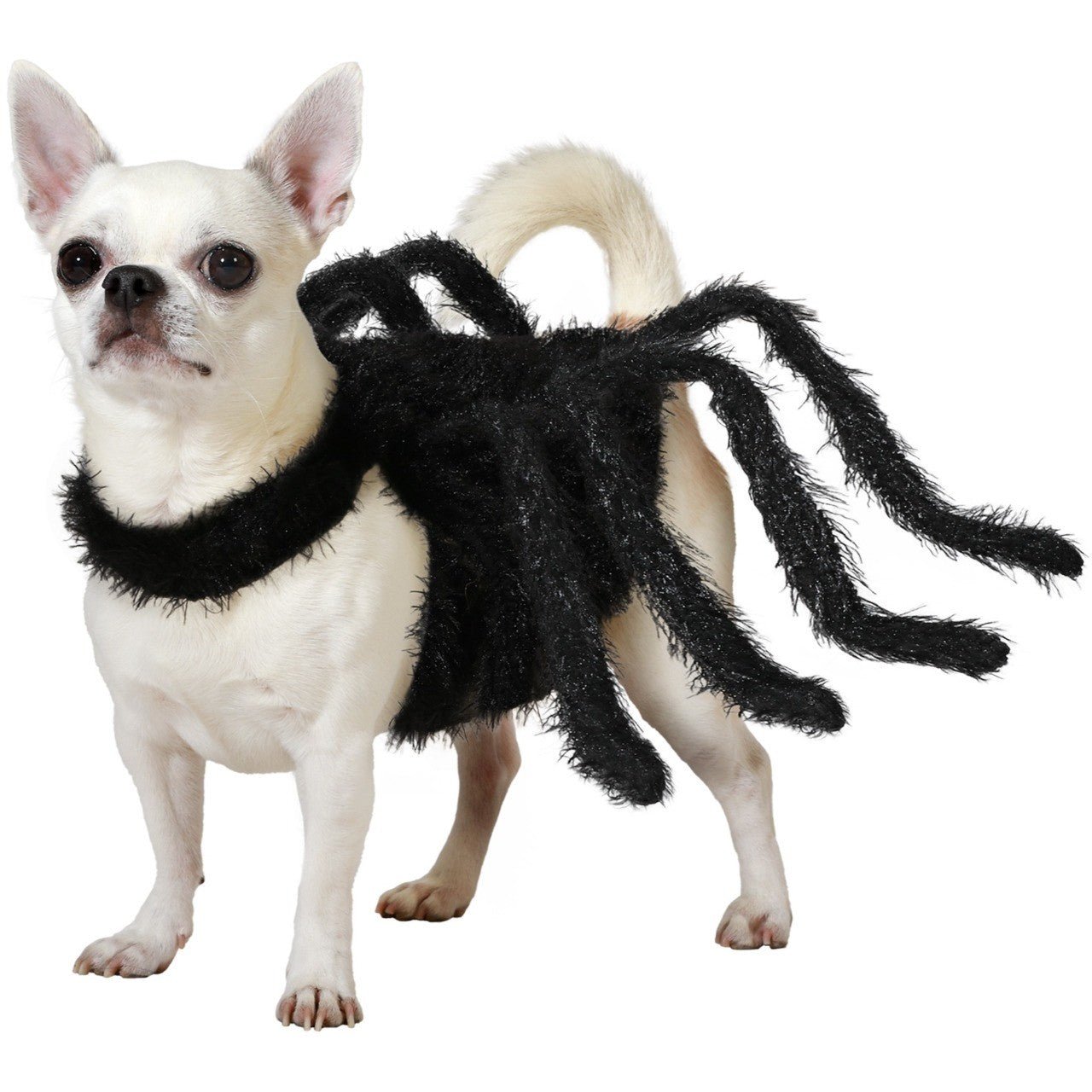 Costume da ragno nero per cane