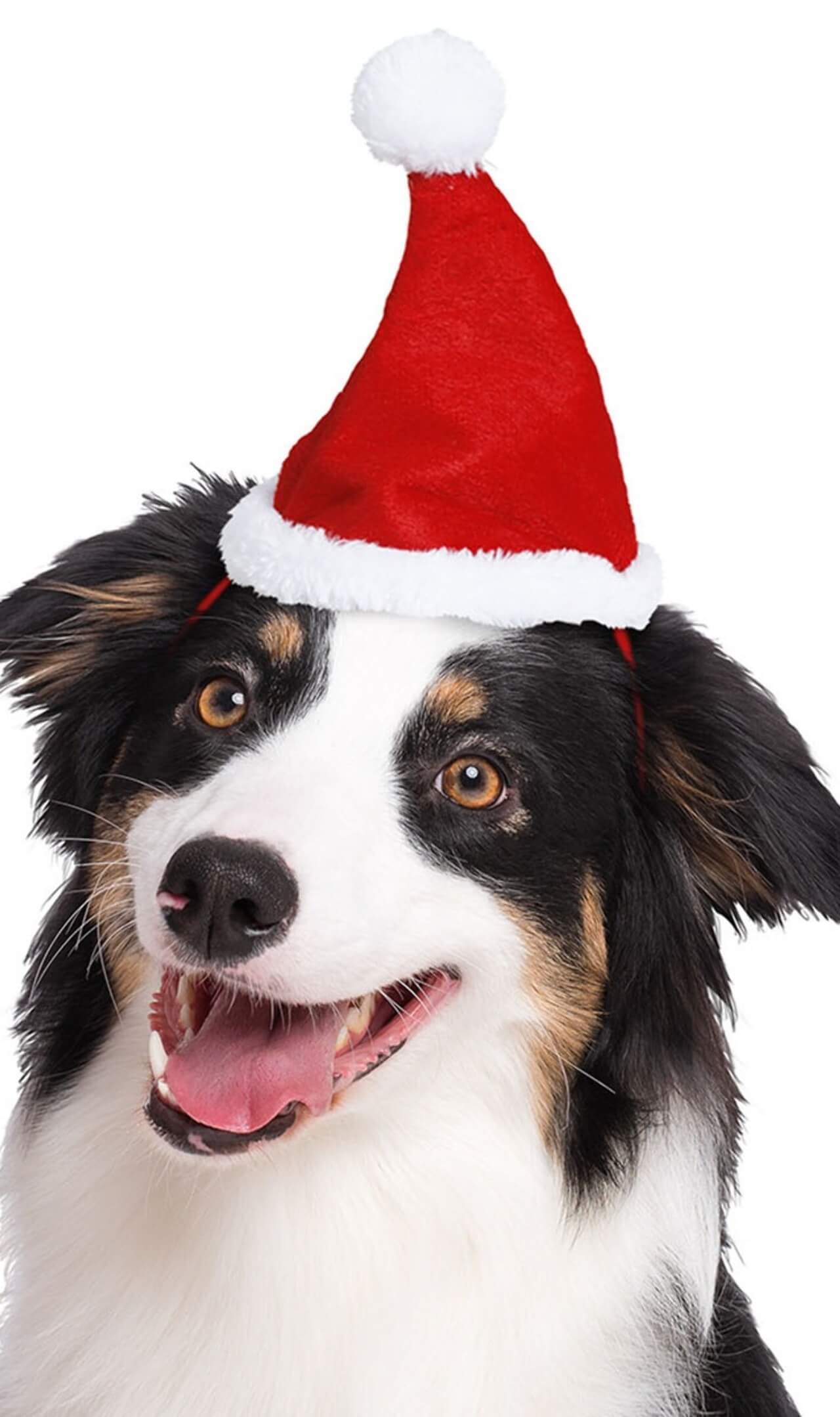 Cappello da Babbo Natale per animali domestici