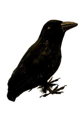 Corvo Nero