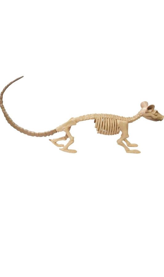 Scheletro Ratto